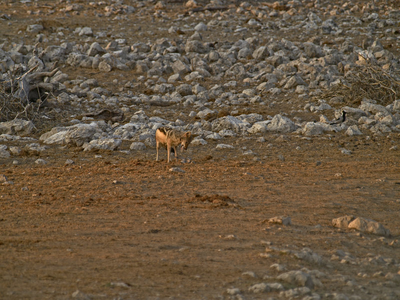 Okaukuejo, Jackal